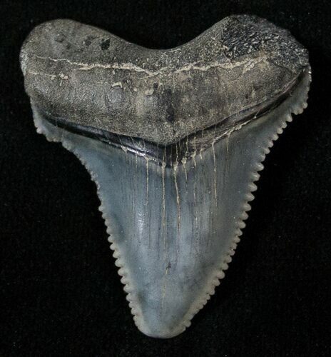 Serrated Angustidens Tooth - Megalodon Ancestor #17285